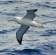 Southern Royal Albatross