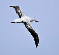 Southern Royal Albatross