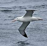 Albatros royal