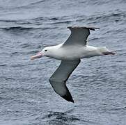 Southern Royal Albatross