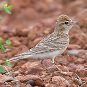 Greater Short-toed Lark