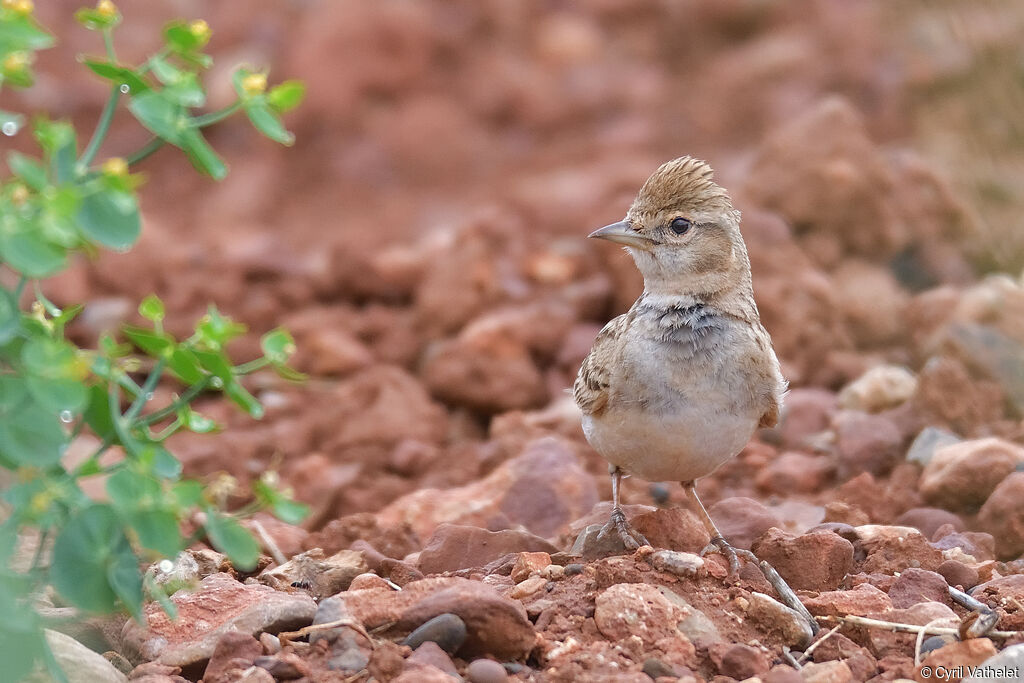 Greater Short-toed Larkadult, identification, aspect, pigmentation, walking