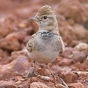 Greater Short-toed Lark