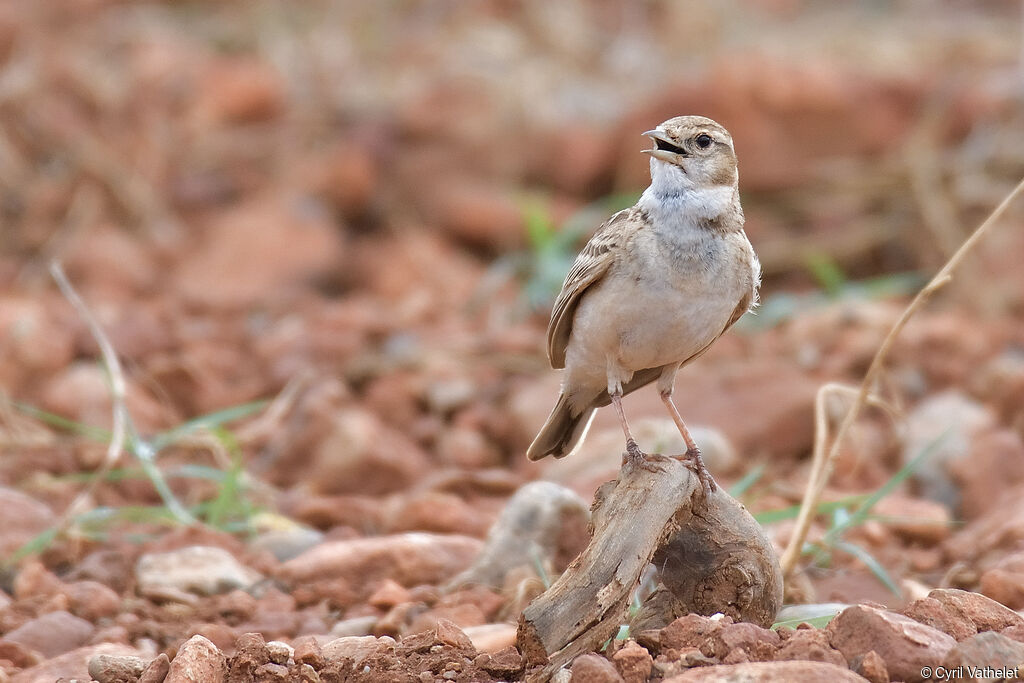 Greater Short-toed Larkadult, identification, aspect, pigmentation, walking