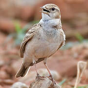 Greater Short-toed Lark