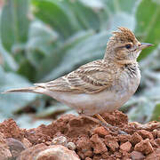 Greater Short-toed Lark