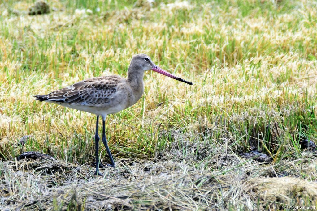 Black-tailed Godwit, identification, aspect, pigmentation, walking