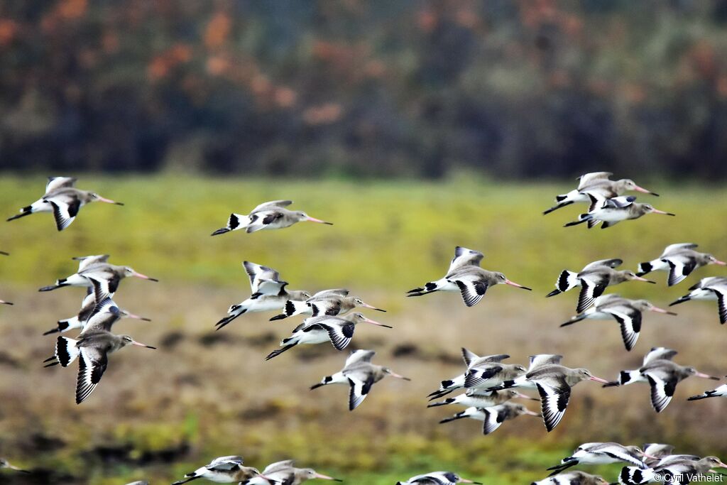 Black-tailed Godwit, Flight