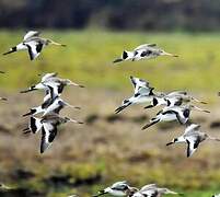 Black-tailed Godwit