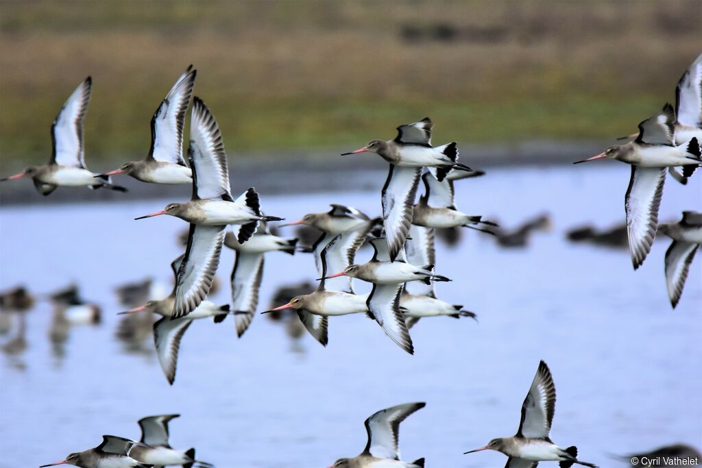 Black-tailed Godwit, Flight