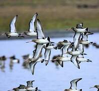 Black-tailed Godwit