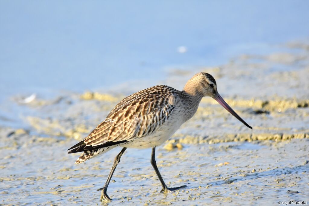 Bar-tailed Godwit