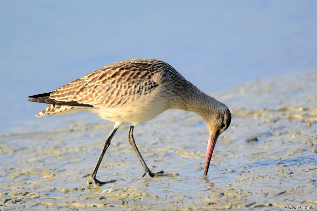 Bar-tailed Godwit, identification, aspect, pigmentation, walking, fishing/hunting