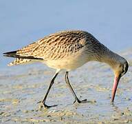 Bar-tailed Godwit