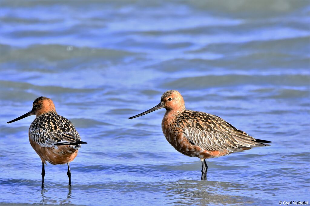 Bar-tailed Godwit, aspect, pigmentation