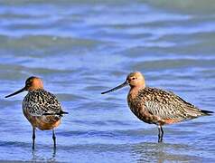 Bar-tailed Godwit