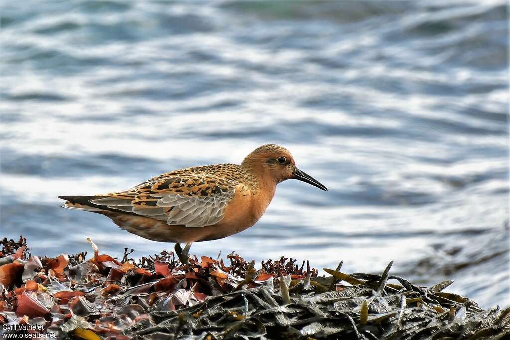 Red Knotadult breeding, habitat, aspect, pigmentation, walking