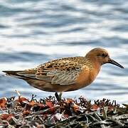 Red Knot