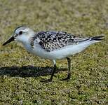 Bécasseau sanderling