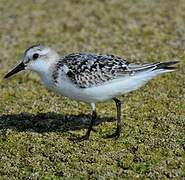 Sanderling