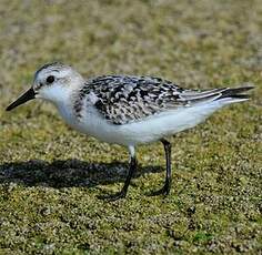 Bécasseau sanderling