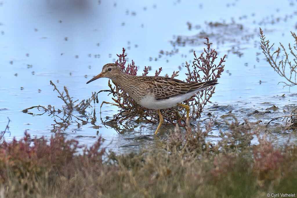 Pectoral Sandpiperjuvenile, identification, aspect, pigmentation, walking