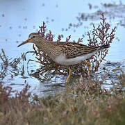 Pectoral Sandpiper