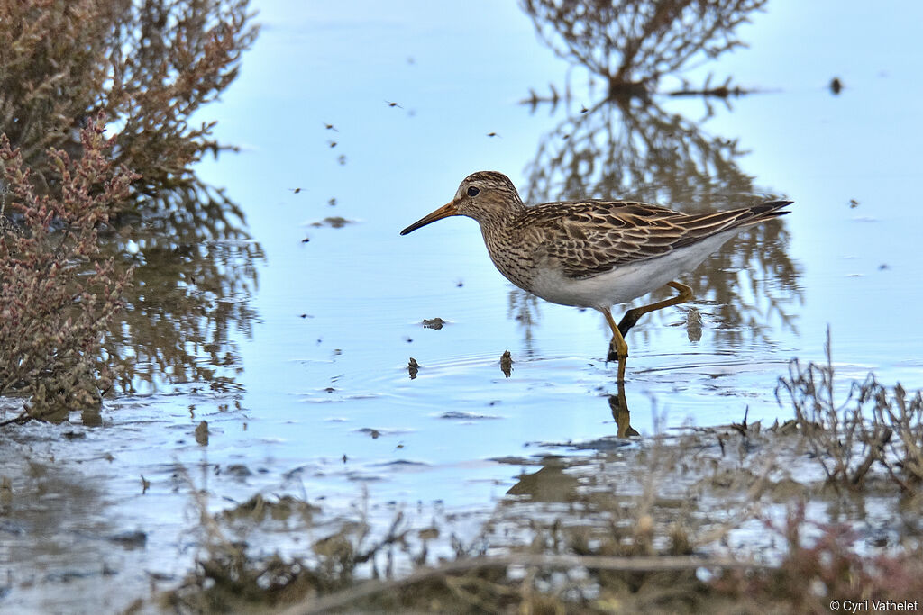 Pectoral Sandpiperjuvenile, identification, aspect, pigmentation, walking