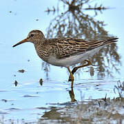 Pectoral Sandpiper