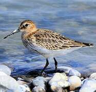 Dunlin