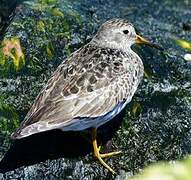 Purple Sandpiper