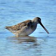 Long-billed Dowitcher