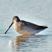 Long-billed Dowitcher