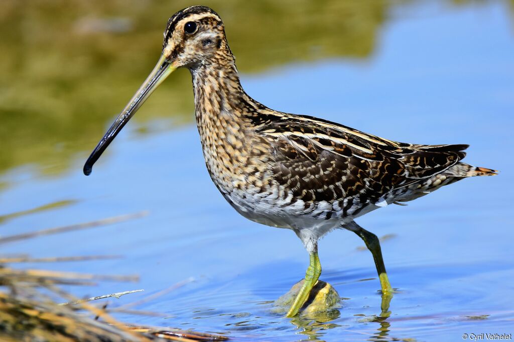 Common Snipe, identification, aspect, pigmentation, walking