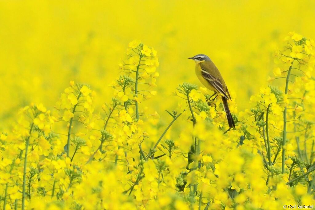 Western Yellow Wagtail male adult breeding, identification