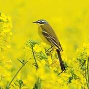 Western Yellow Wagtail