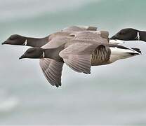 Brant Goose