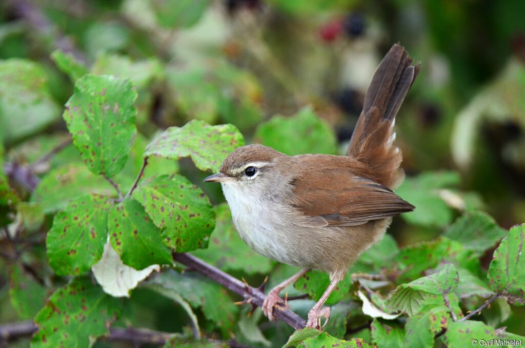 Bouscarle de Cetti, identification, composition