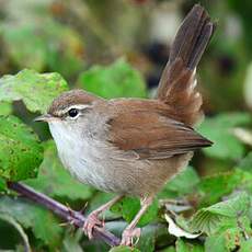 Bouscarle de Cetti