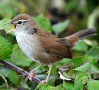 Cetti's Warbler