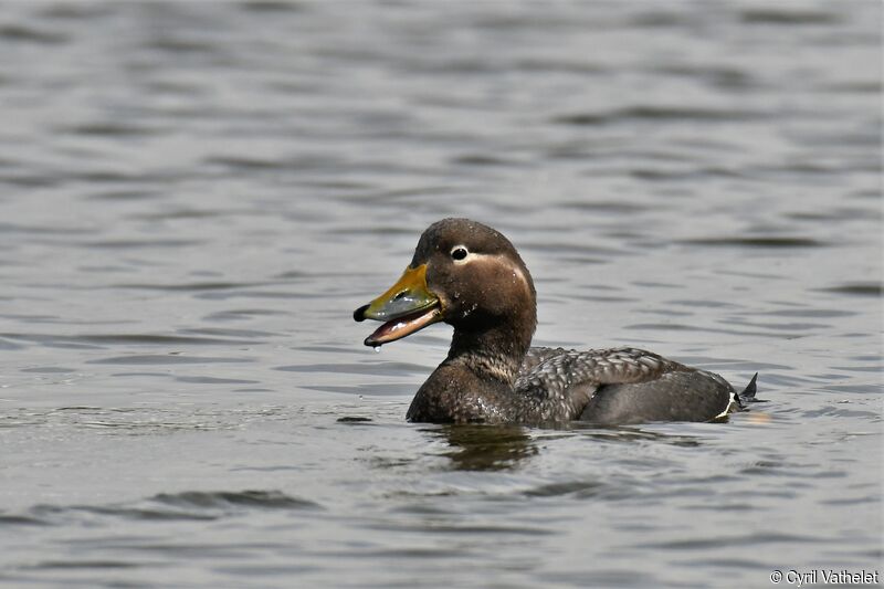 Flying Steamer Duck female adult, identification, aspect, swimming
