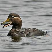 Flying Steamer Duck