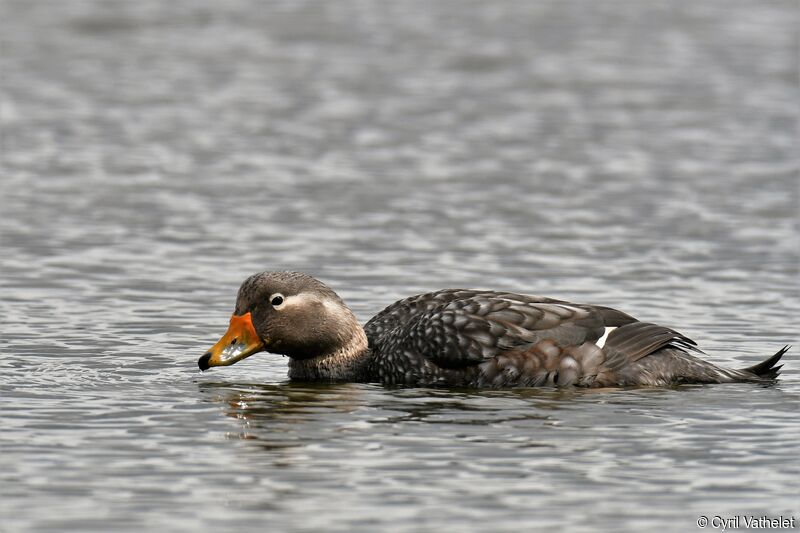 Flying Steamer Duck male adult, identification, aspect, swimming