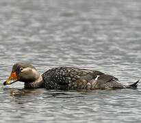 Flying Steamer Duck