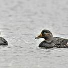 Brassemer de Patagonie