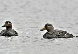 Flying Steamer Duck