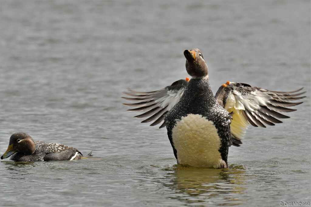 Flying Steamer Duckadult, aspect, swimming