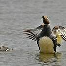 Brassemer de Patagonie