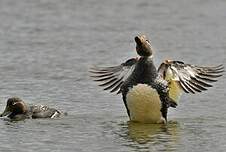 Brassemer de Patagonie