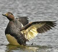 Flying Steamer Duck